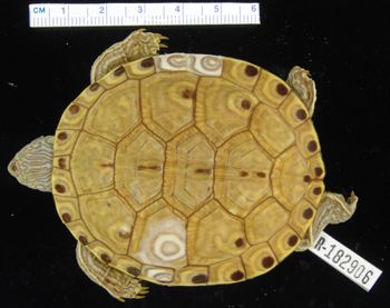 Media type: image; Herpetology R-182906